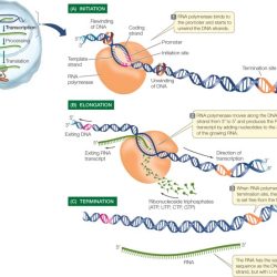 Gene expression - transcription pogil