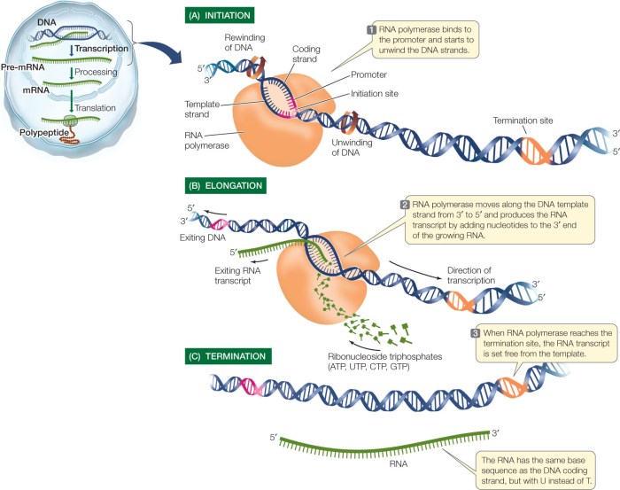 Gene expression - transcription pogil