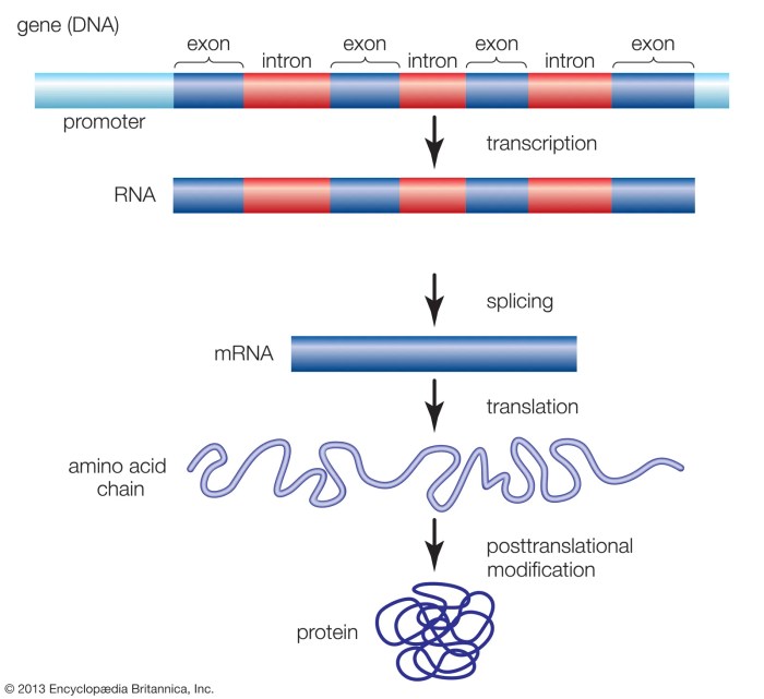 Gene expression - transcription pogil