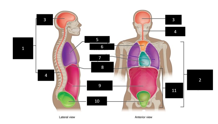 Art-labeling activity the anterior and posterior body cavities