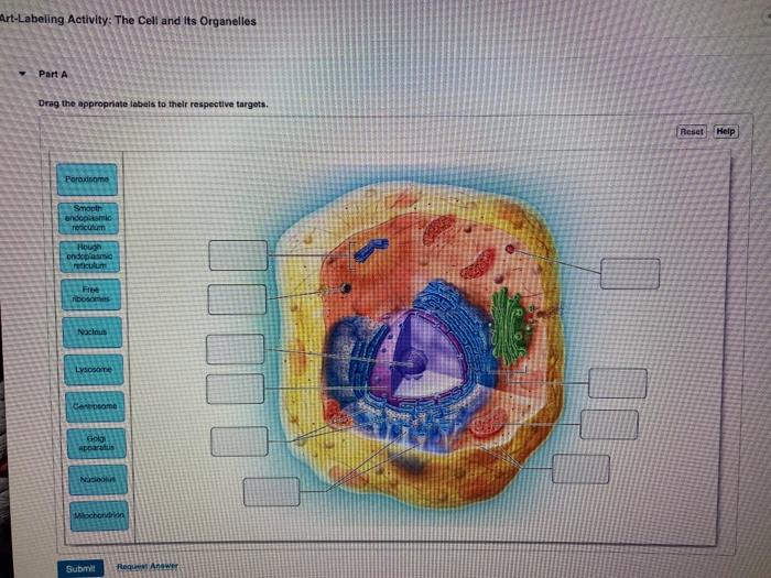 Art-labeling activity: the cell and its organelles