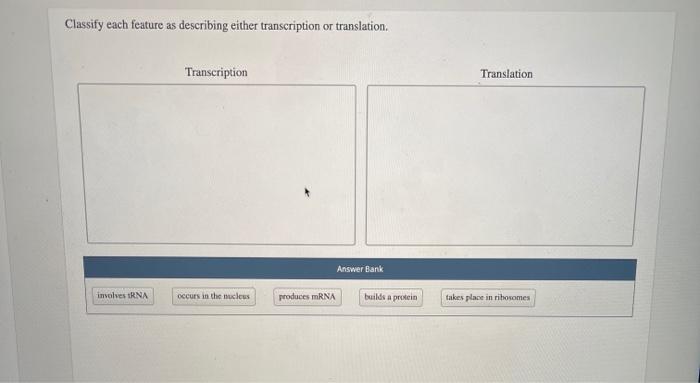 Classify each feature as describing either transcription or translation