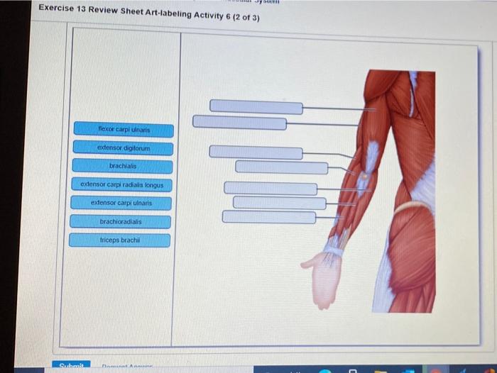 Exercise 13 review sheet neuron anatomy and physiology