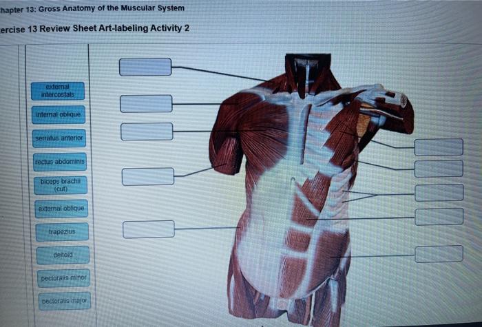 Exercise 13 review sheet neuron anatomy and physiology