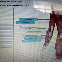 Neuron anatomy physiology exercise truax nervous