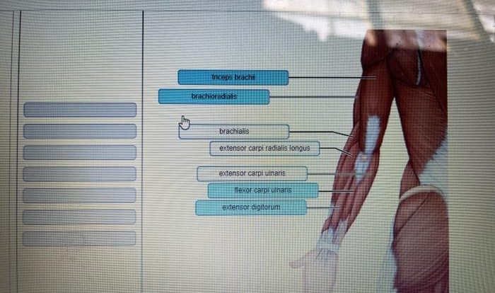 Neuron anatomy physiology exercise truax nervous