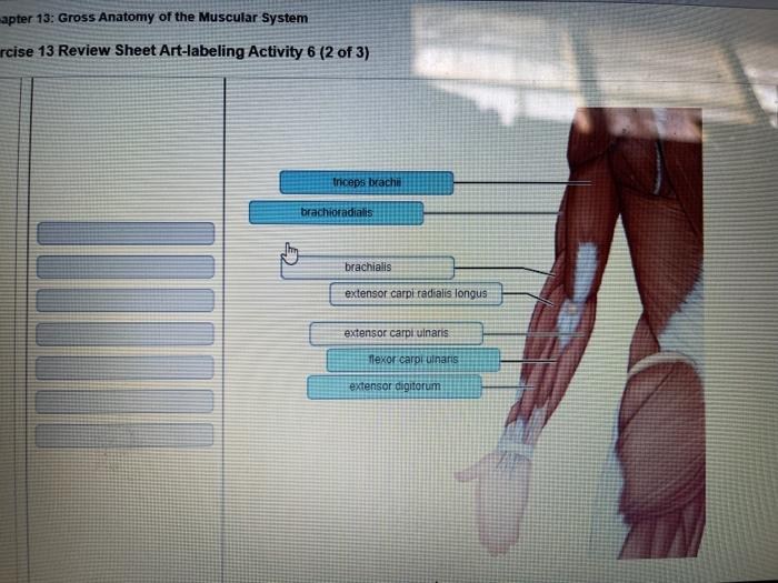 Neuron anatomy physiology exercise truax nervous