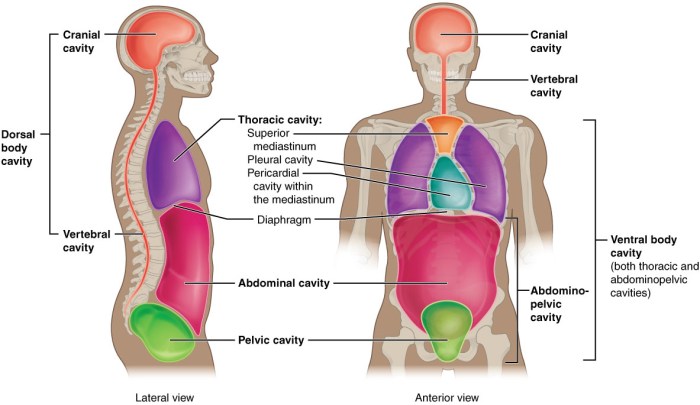 Art-labeling activity the anterior and posterior body cavities