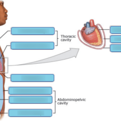 Cavities organs ventral