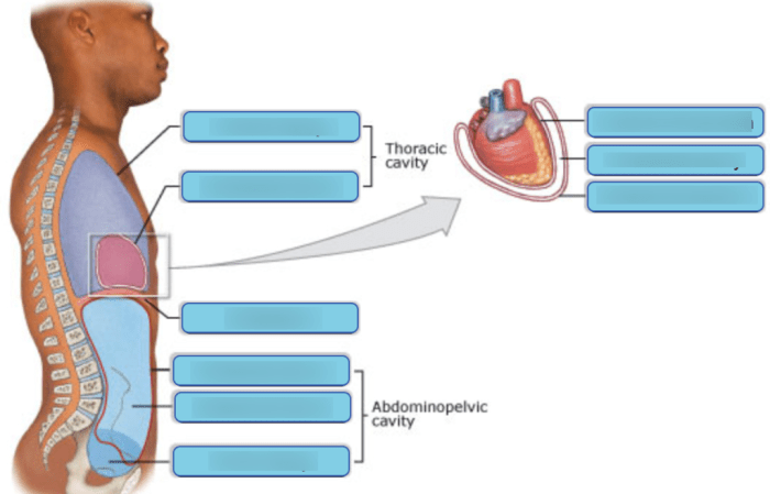 Cavities organs ventral