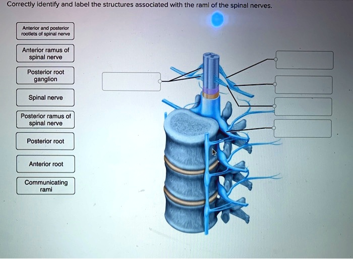 Plexus brachial nerves spinal roots nerve peripheral plexuses divisions nervous trunks cords cord anatomy system organization body division antranik rami