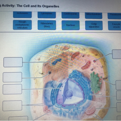 Animal cell structure generalized illustration organelles anatomy generic drawing general biology science human showing college