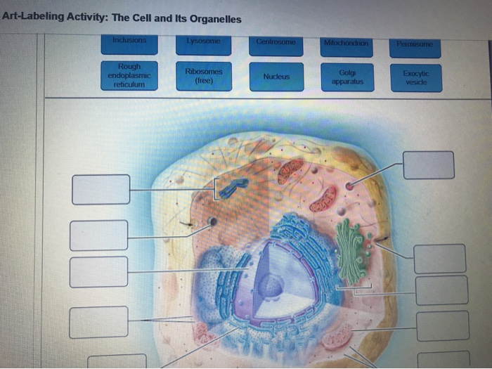 Animal cell structure generalized illustration organelles anatomy generic drawing general biology science human showing college