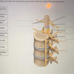 Nerves spinal label plexus parts transcribed text show