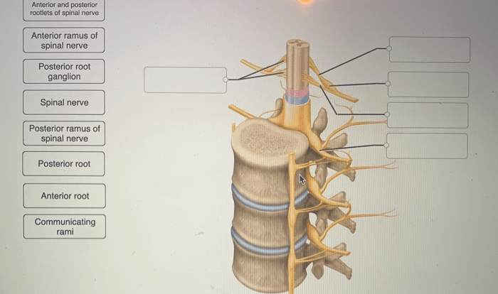 Nerves spinal label plexus parts transcribed text show