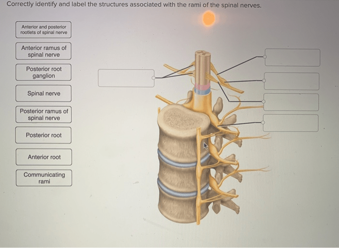 Nerves spinal label plexus parts transcribed text show