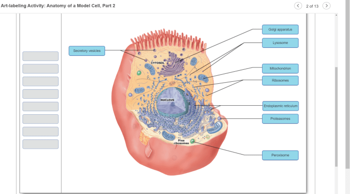 Art-labeling activity: the cell and its organelles